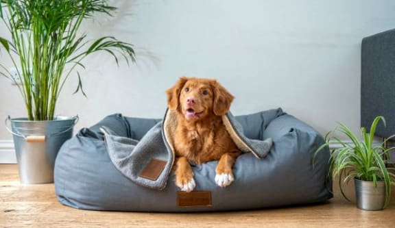 a brown dog laying on a blue dog bed
