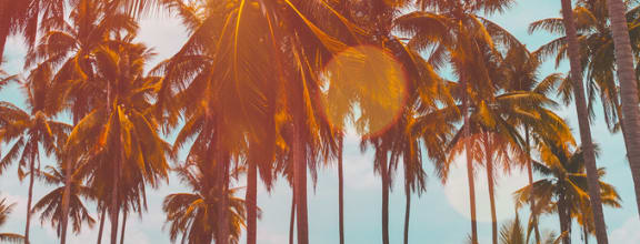 sun behind palm trees and lense flares
