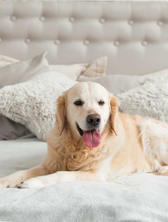A golden retriever dog is lying on a bed with a white headboard and grey bedding.