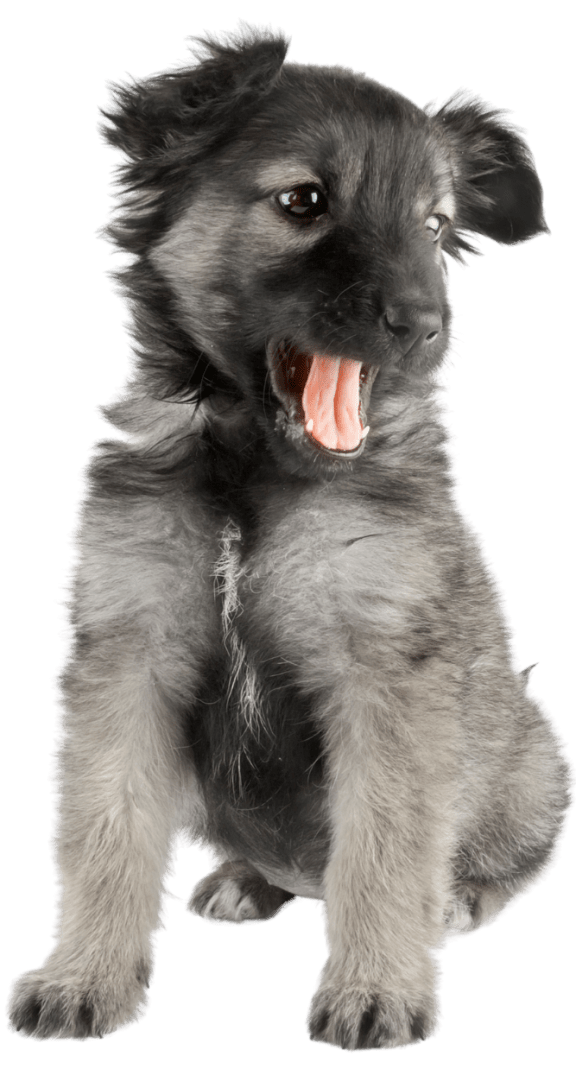 Grey Puppy Standing at Beckett Farms Apartments, PRG Real Estate Management, Fort Mill