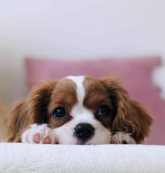 a small brown and white dog laying on top of a bed