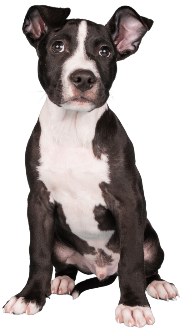 a black and white dog on a green background