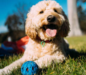two dogs running in a field with a ball