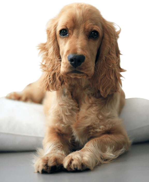 a brown and white dog with a black background at Staples Mill Townhomes, Virginia