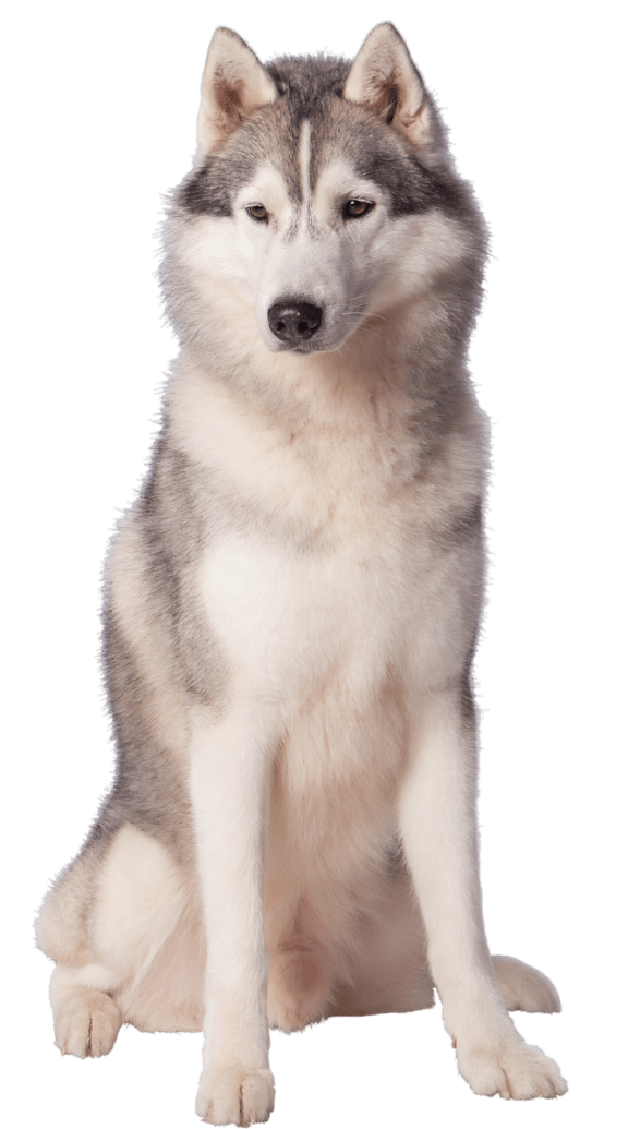 a husky dog sitting on a white background at Proximity Apartments Residences, apartments in Charleston, South Carolina