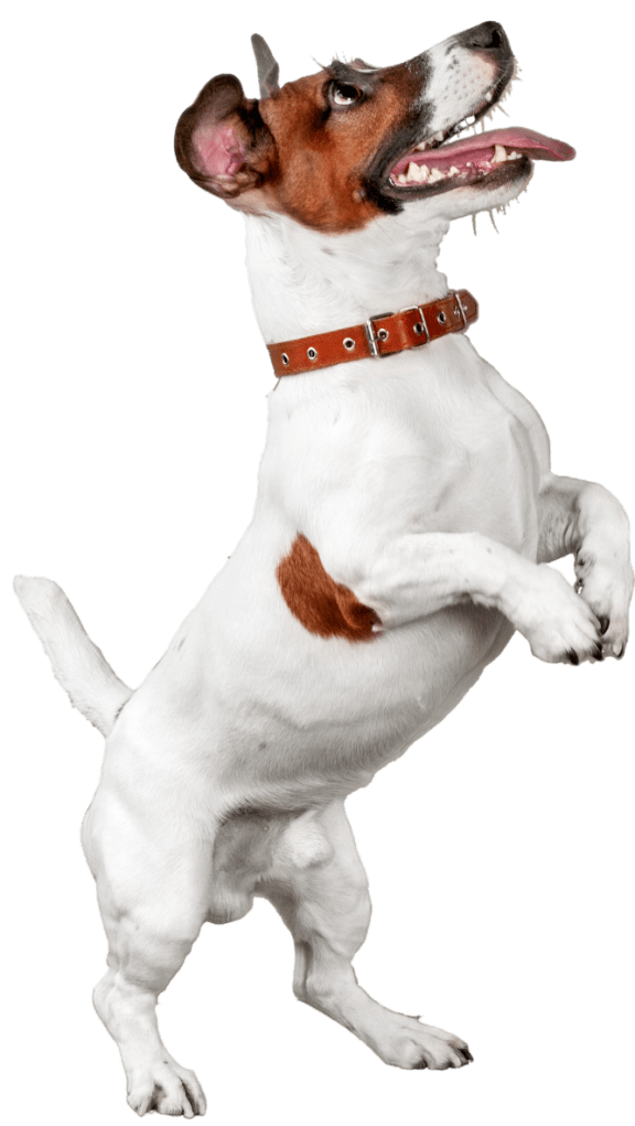 White and Brown Dog at Hyde Park Townhomes, PRG Real Estate Management, Chester, 23831