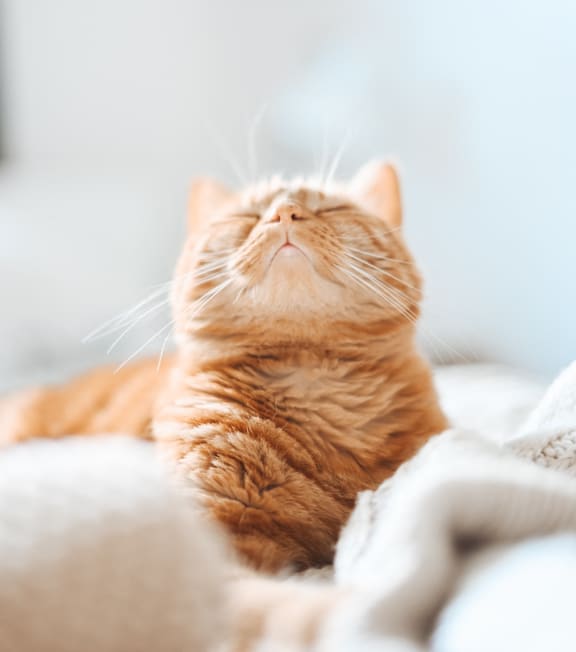 cat at pet friendly community, Southern Oaks Residences in Pine Hills, FL