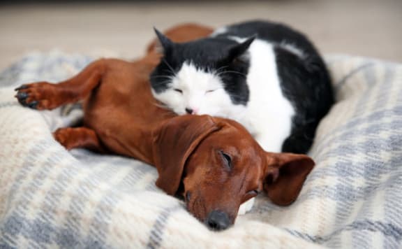a dog and a cat sleeping on top of a bed