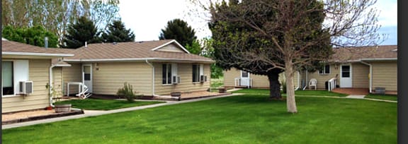 A tree stands in the middle of a grassy yard.