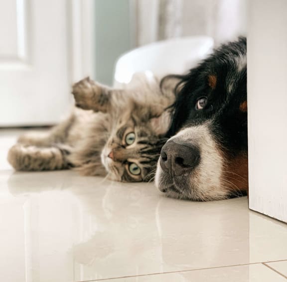 PetFriendly Apartments in Kentwood, MI River Oaks Apartments