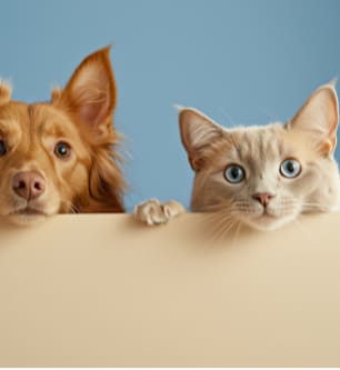 A dog and a cat peeking over a surface.