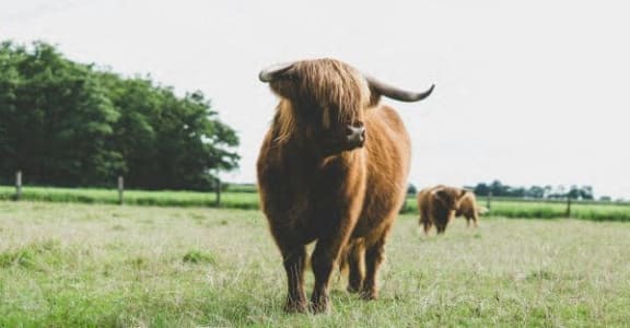 a cow with long horns standing in a field