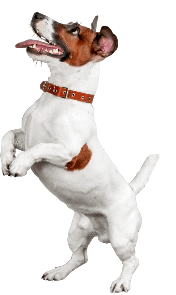 a brown and white dog with a black background at Proximity Apartments Residences, apartments in Charleston, South Carolina