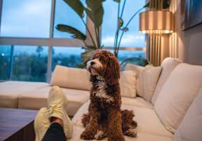 Dog