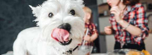 Couple cooking in kitchen with dog