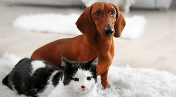 a dog and a cat laying on a white rug