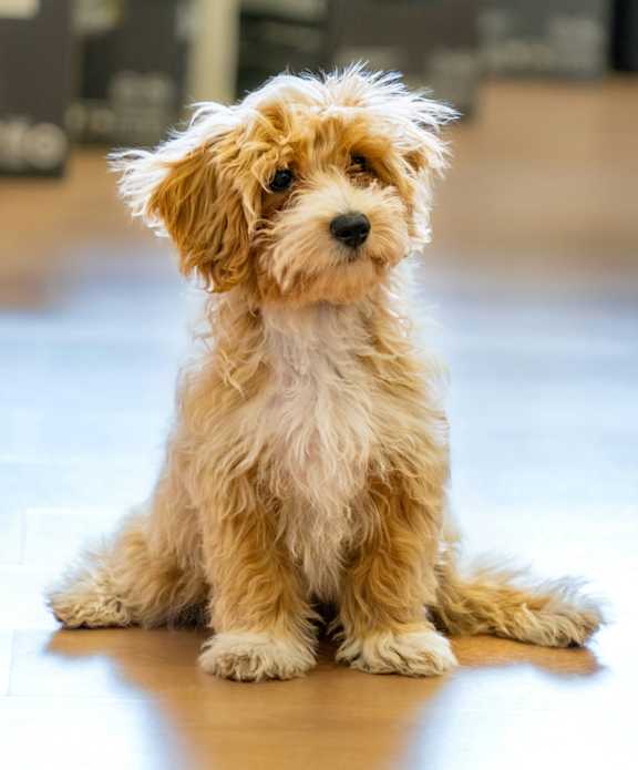 A small brown and white dog sits on a wooden floor.