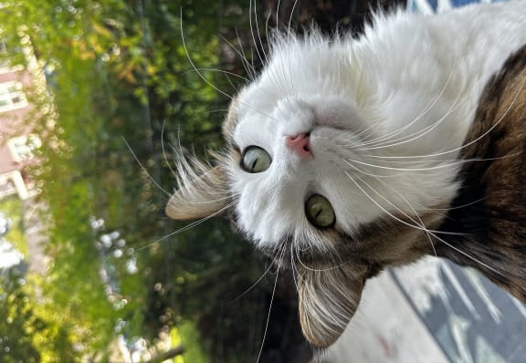 a white and brown cat looking up at a person