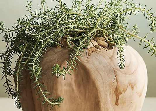 A plant is growing out of a wooden pot.