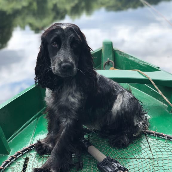 dog on a kayak on river at Clearwater, Post Falls, ID 83854