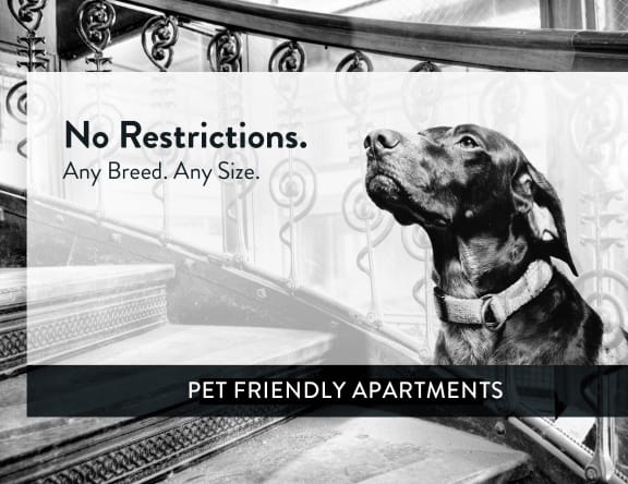 No breed cheap restrictions apartments