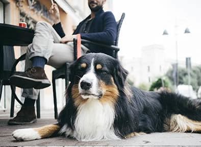 Dog Laying Outside at Artisan on 18th in TN