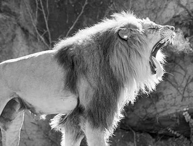 Lion Roaring At Zoo at The Apartments at Lincoln Common in Chicago Illinois 60614