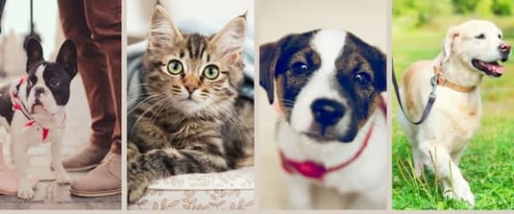 The Ridgewood by Windsor | Pet-friendly Apartments Fairfax, VA