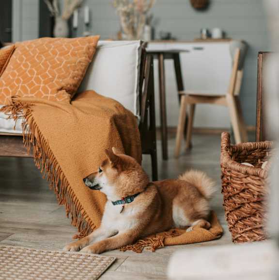 A dog is sitting on a rug with a blanket over it.
