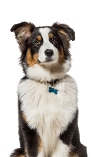 A dog with a blue collar is sitting.