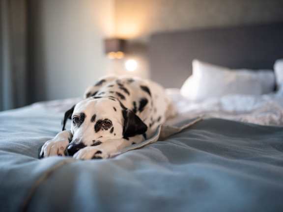 Dog Lying on the Bed at Creekside at White Oak in Newnan, GA, 30265