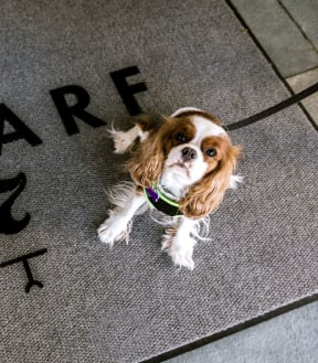 a small dog sitting on a doormat that says i share