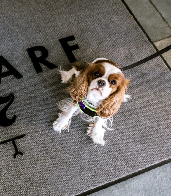 a small dog sitting on a doormat that says i share at Wharf 7 Apartments, South Carolina, 29492