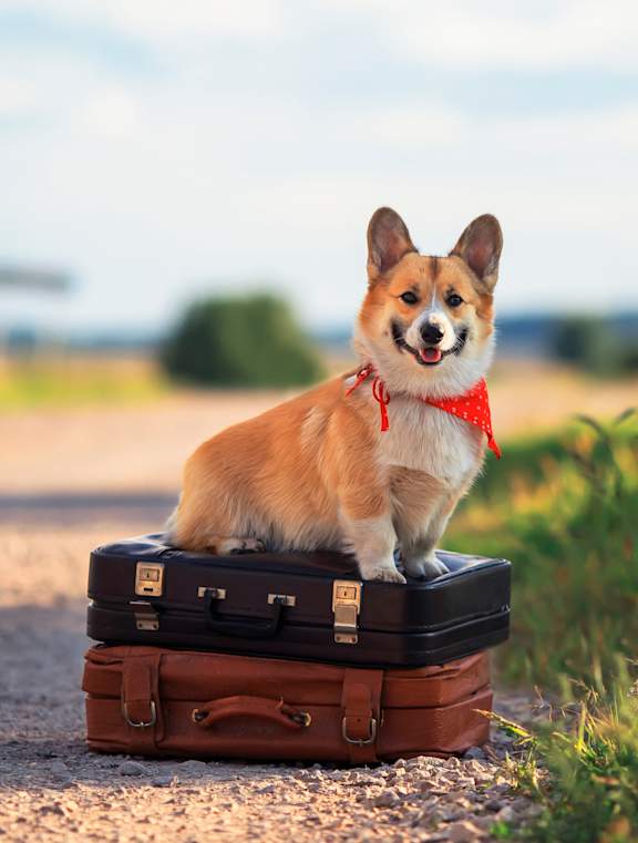 A corgi is sitting on the ground with a leash in its mouth.