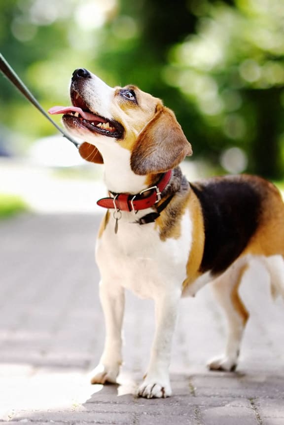 a person walking a dog on a leash