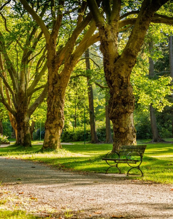 a path through a park with trees