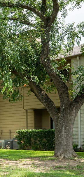our apartments have a large yard with a picnic table and trees at Summit Ridge Apartments, Texas, 76502