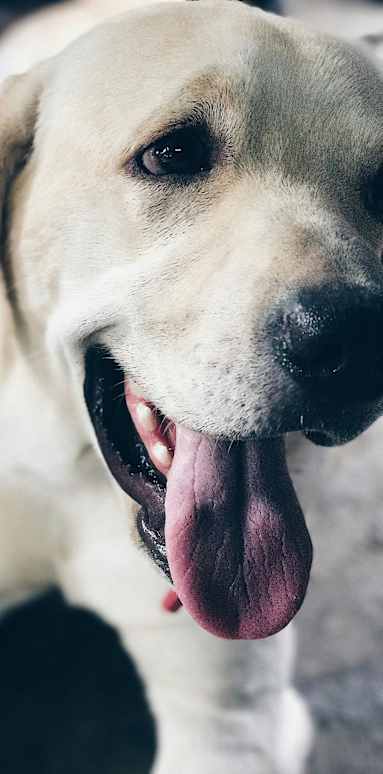 A dog with its tongue out looking at the camera.