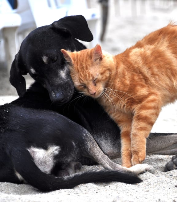 a cat and a dog playing in the sand