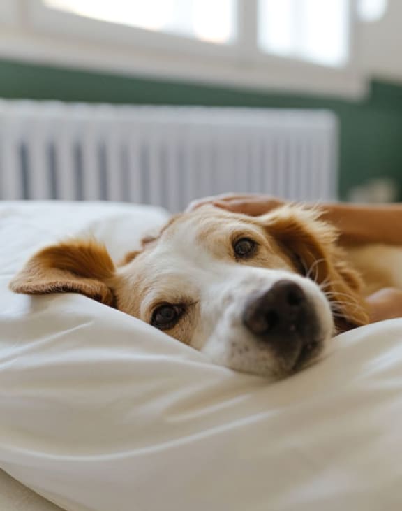 a dog laying on a bed next to a person