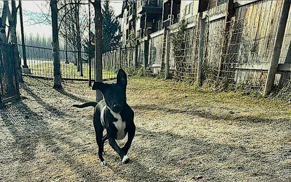 A black and white dog is standing in a yard at Mullan Reserve Apartments, Missoula, MT