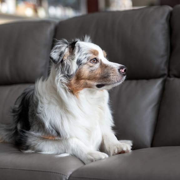 a small dog sitting on a leather couch at Stone Creek at Old Farm Apartments, Texas 77063