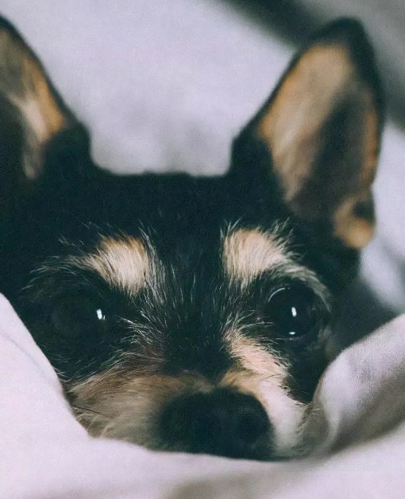 Dog Laying on a Blanket