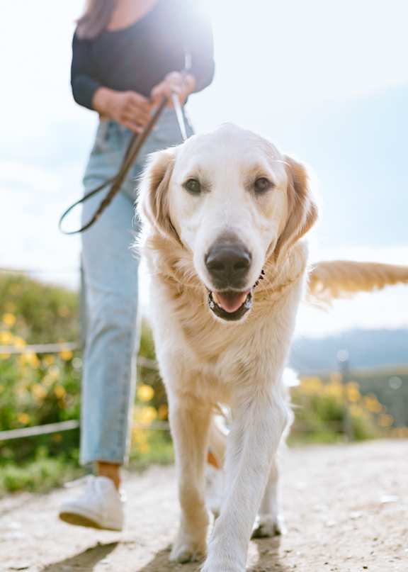 Dog Friendly at Trestle, Monrovia California