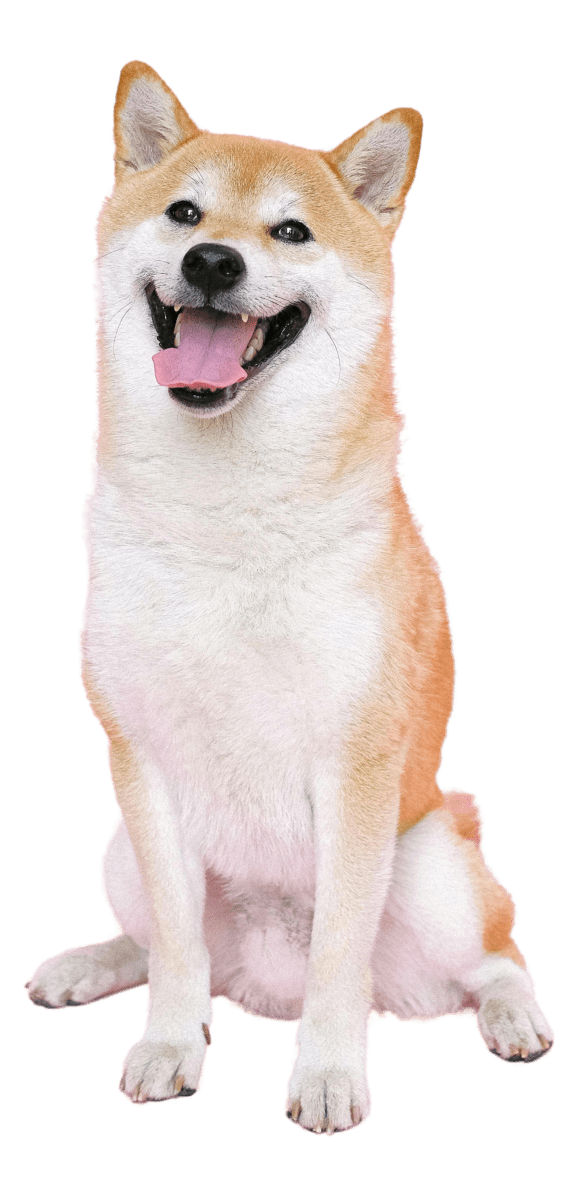 a black and white dog on a green background