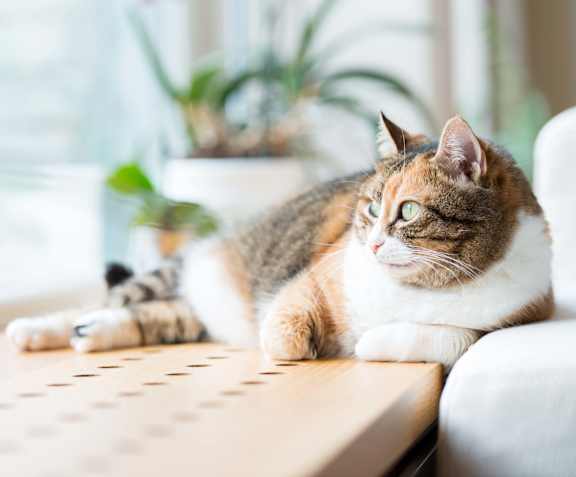 A cat with a white chest and orange and black fur is lying on a wooden surface.