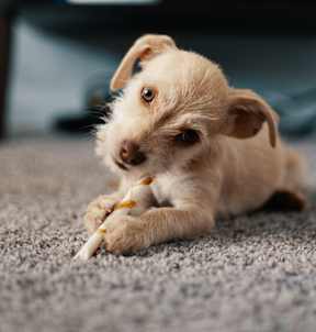 A small dog with a toy in its mouth is lying on a carpeted floor.