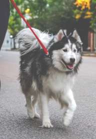 Dog Leash at Zoe Lofts, California