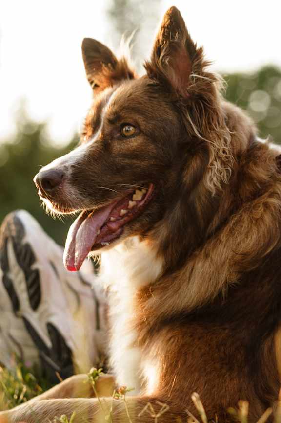 Dog at WildForest Apartments, Birmingham, 35209