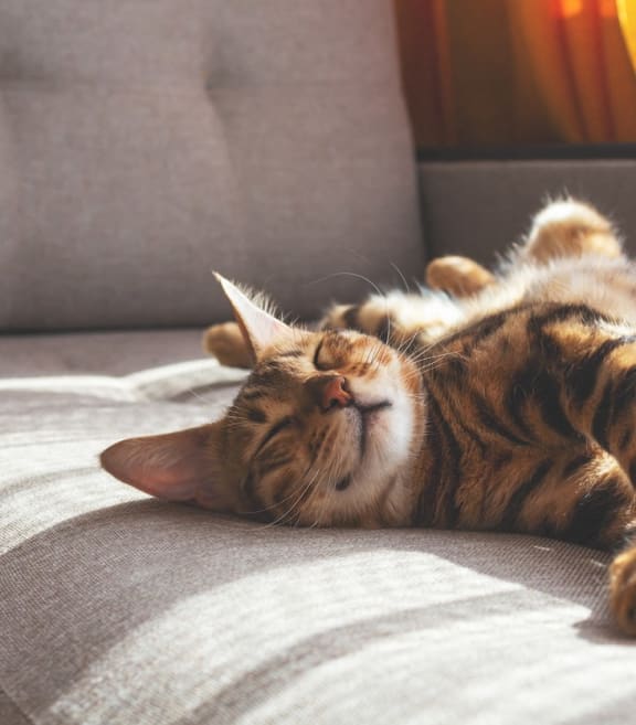 Sleeping Cat at Delmar Loop Apartments, Missouri